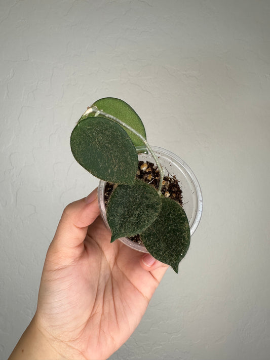 Hoya thomsonii
