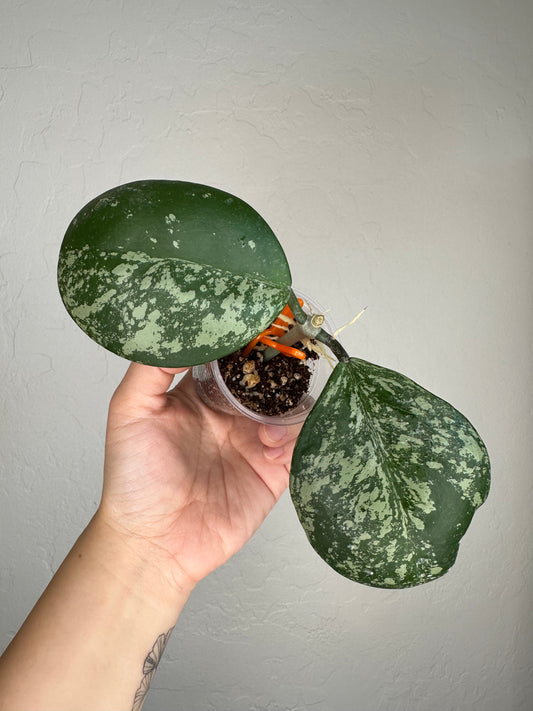Hoya obovata (w/ splash)