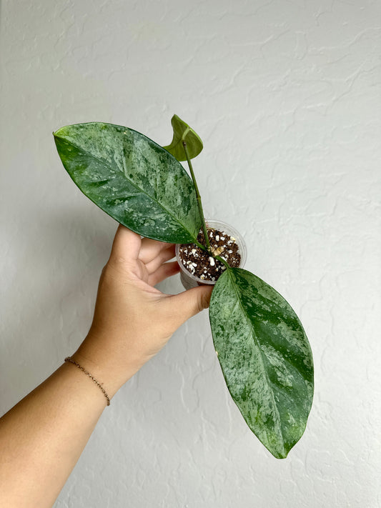 Hoya coriacea (silver)