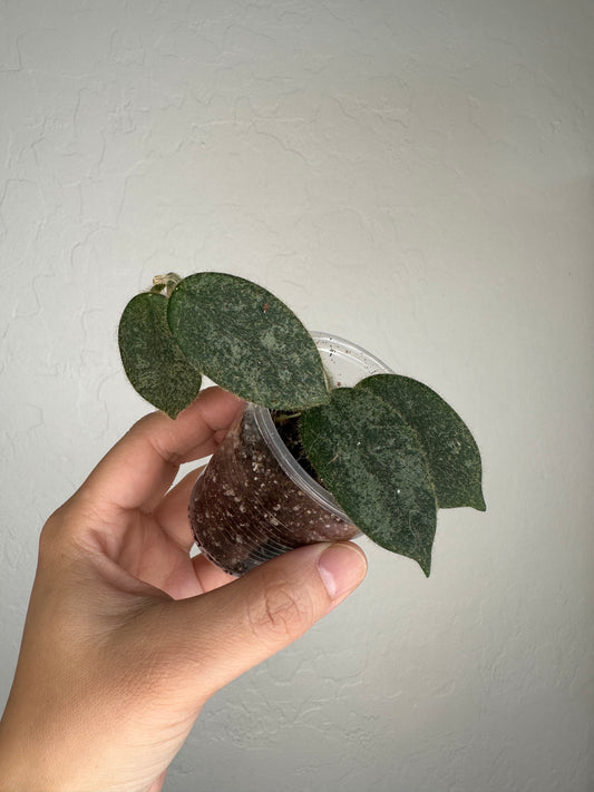 Hoya thomsonii