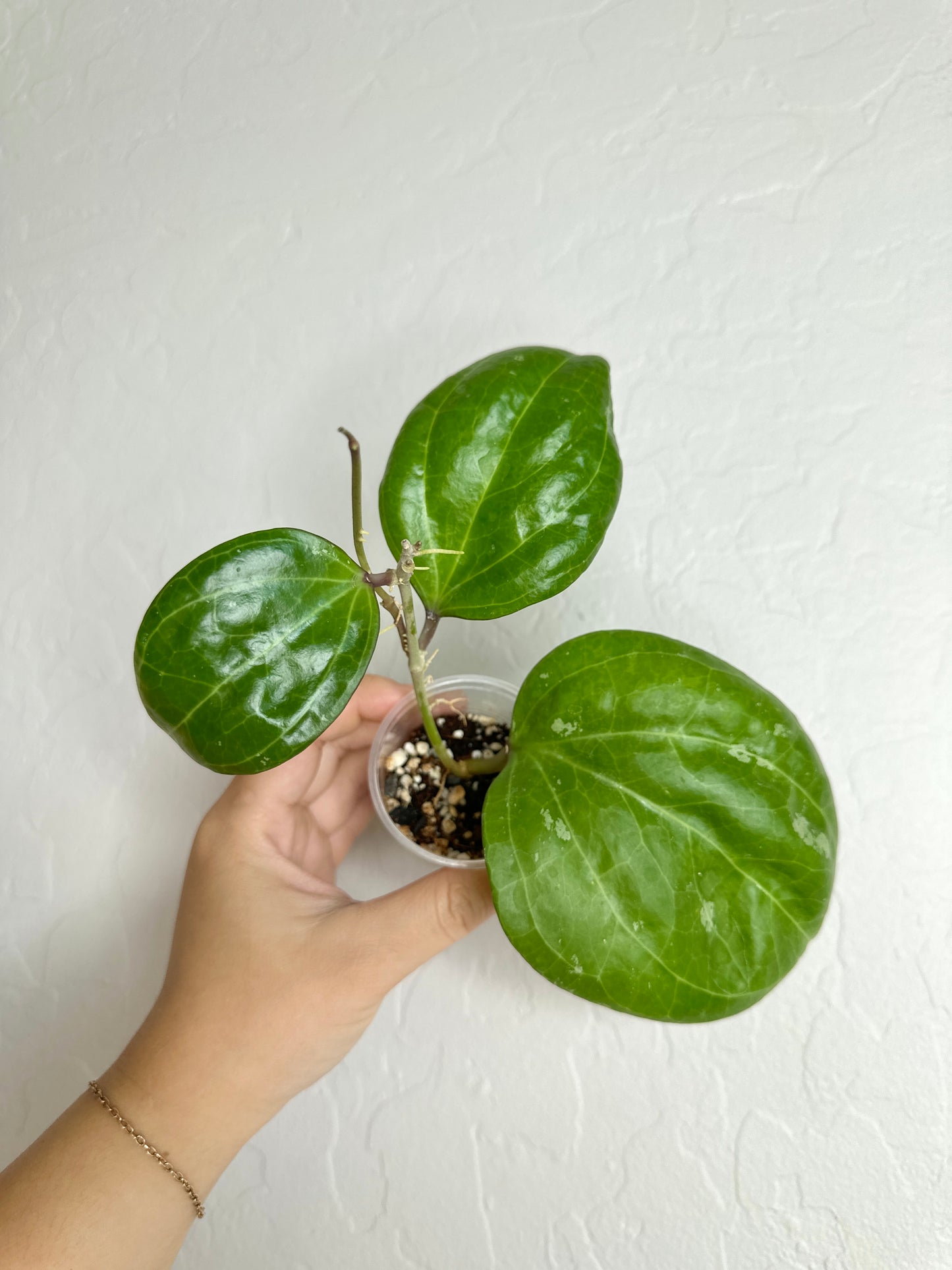 Hoya latifolia (sarawak)