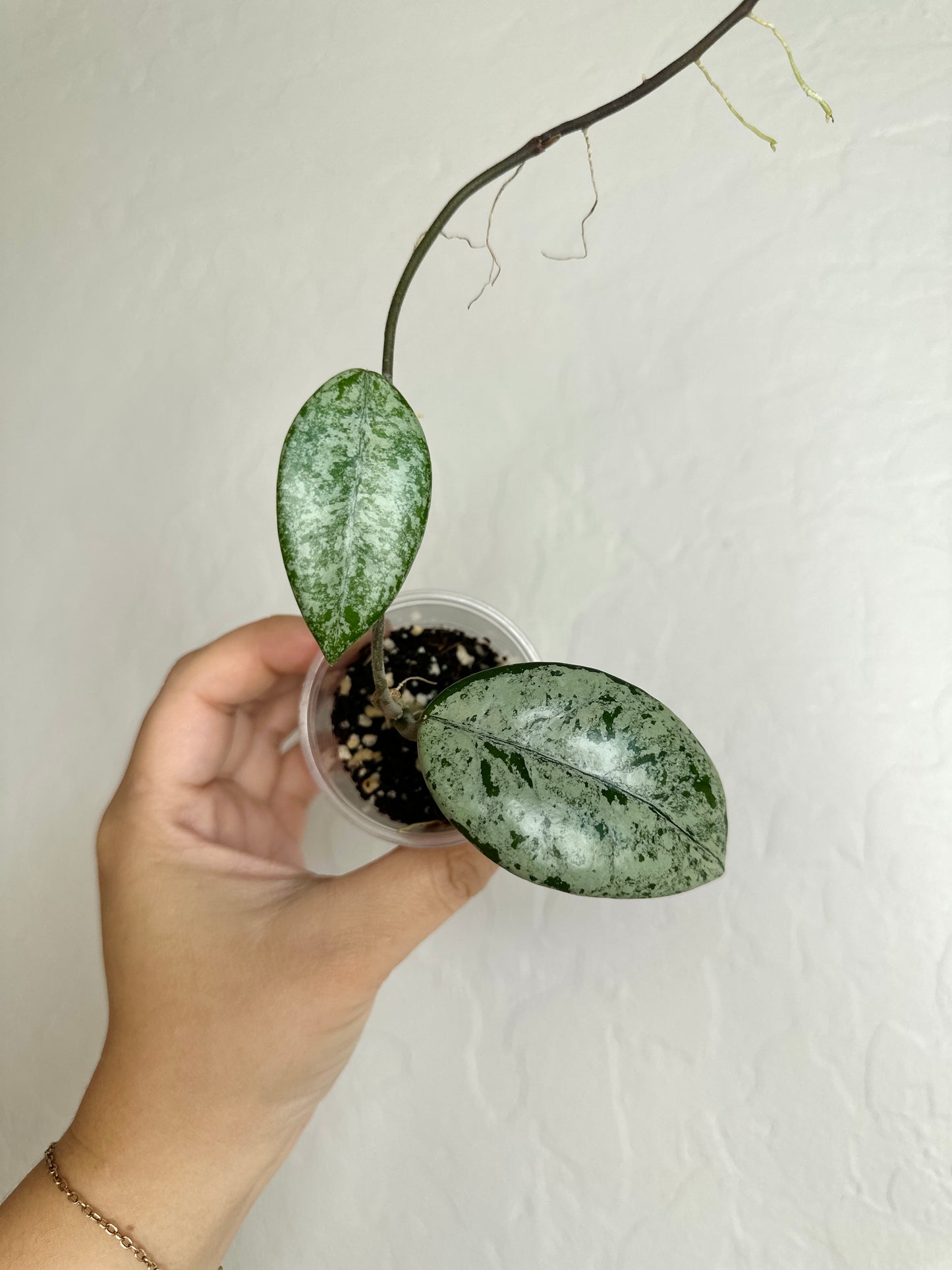 Hoya carnosa 'Wilbur Graves'