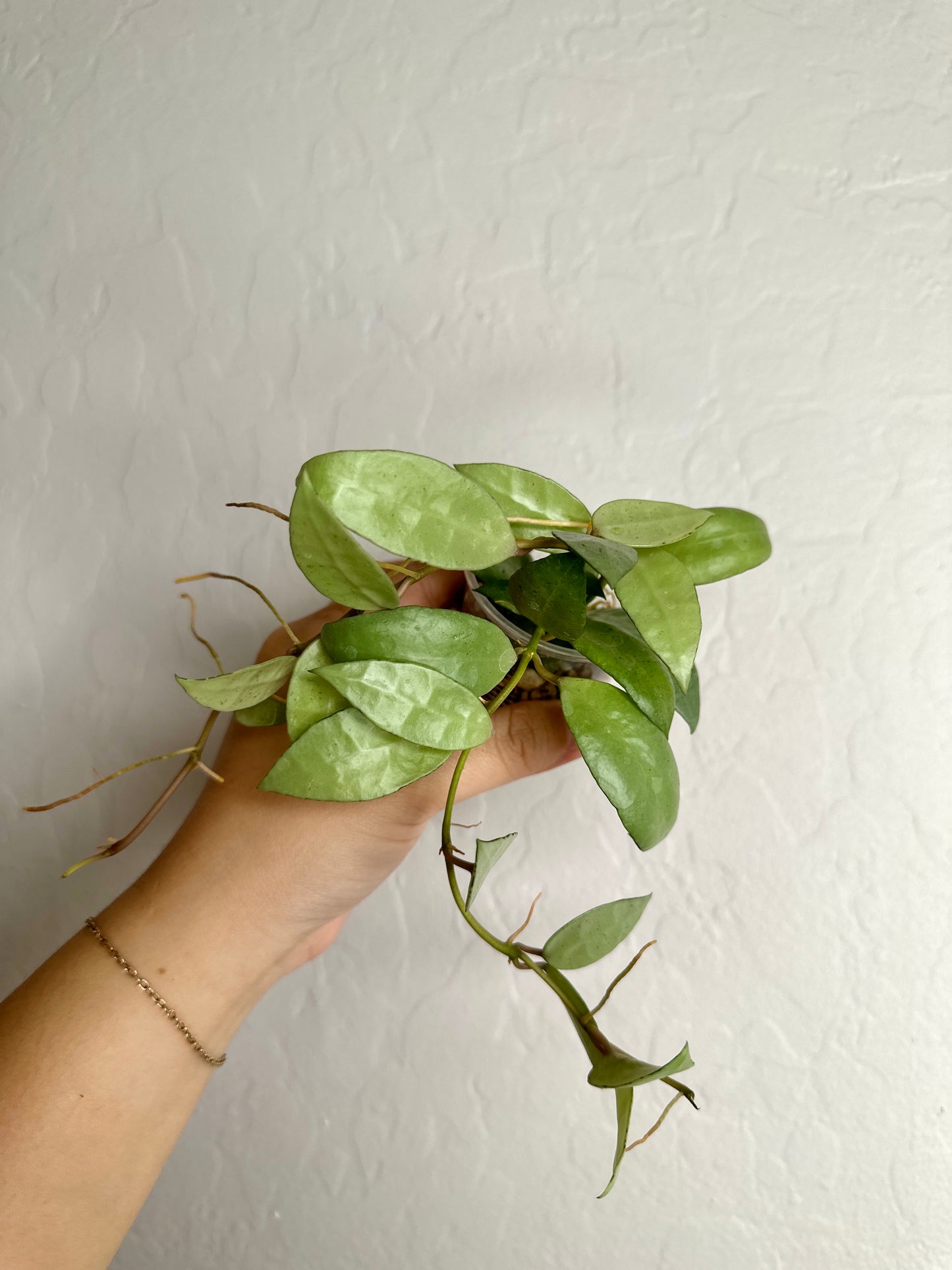 Hoya lacunosa sp. Indonesia (noid, silver) #2