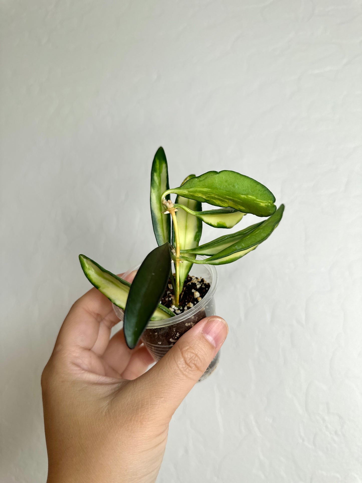 Hoya wayetii (inner-variegated)