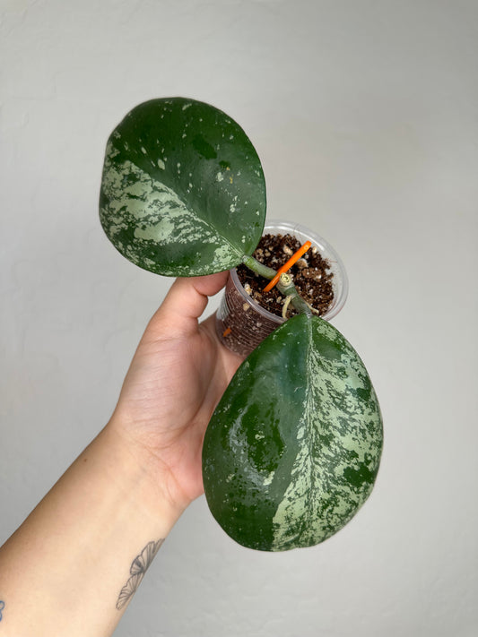 Hoya obovata (w/ splash)