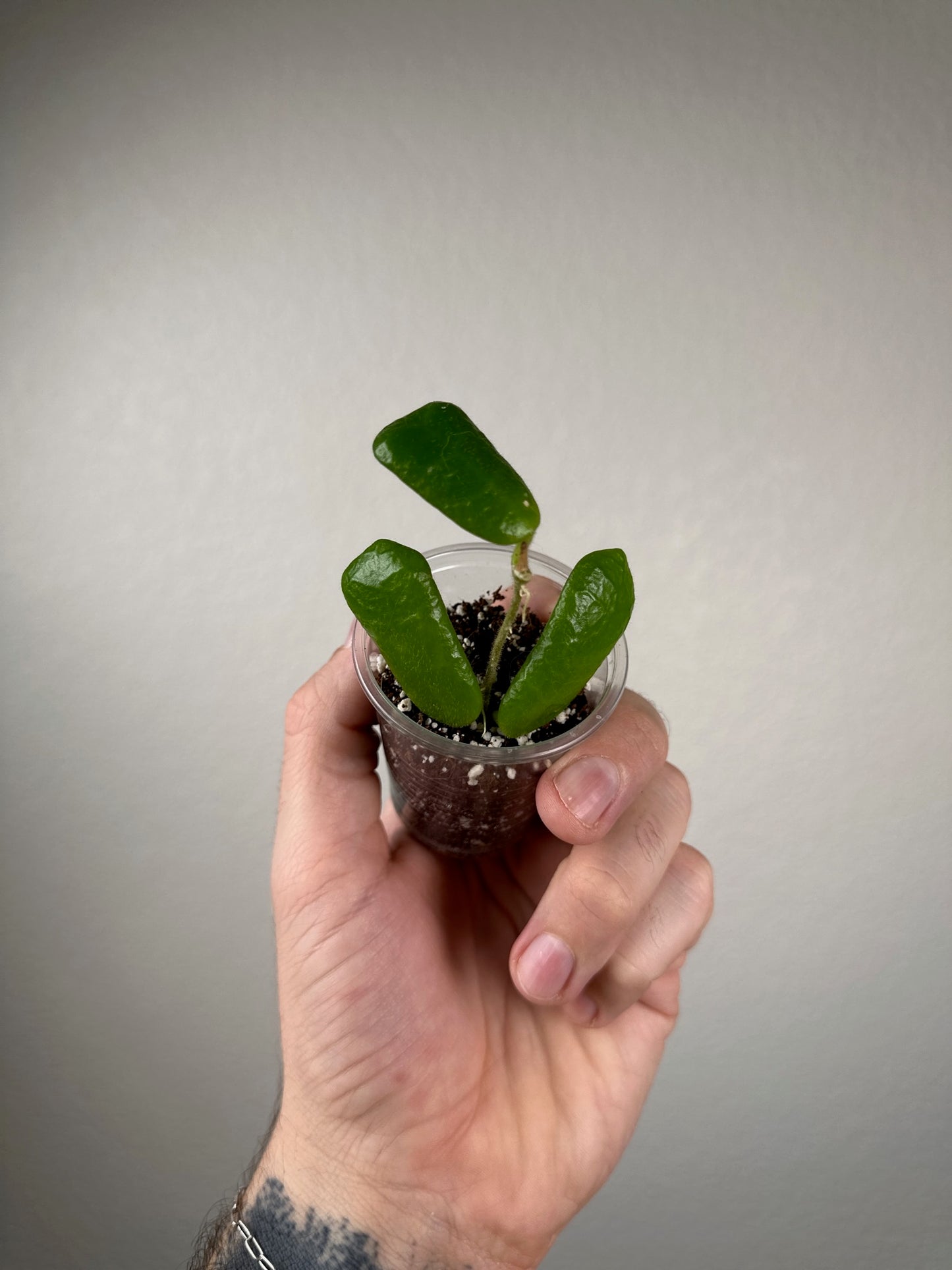 Hoya rotundiflora