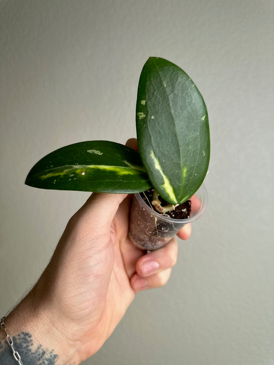 Hoya verticillata (inner-variegated)