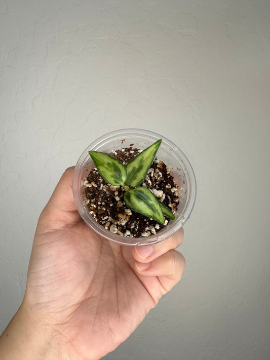 Hoya bella 'Lida Buis' (sandwich variegation)