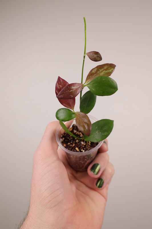 Hoya collina (IR-26)