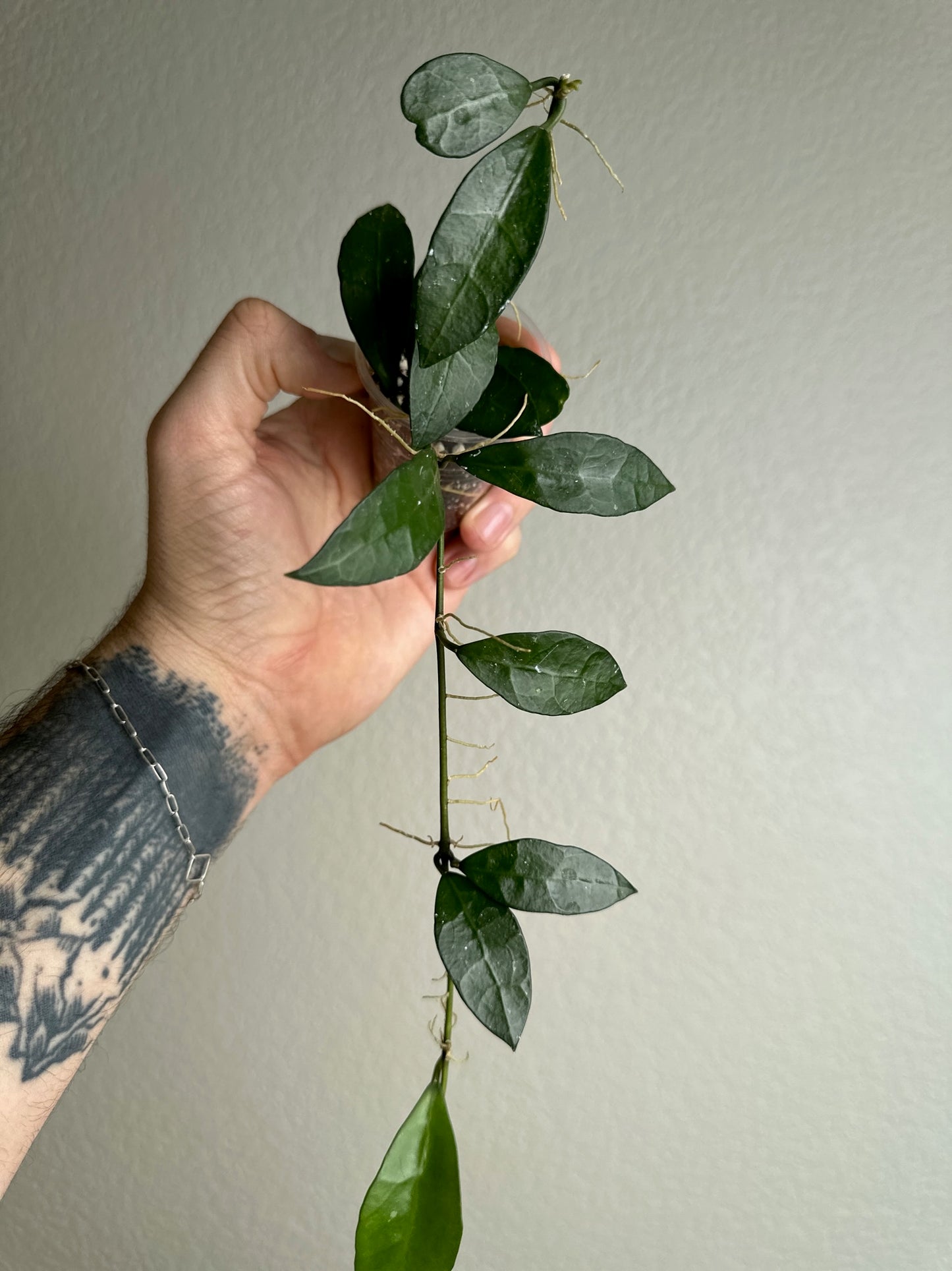 Hoya lacunosa sp. Malaysia