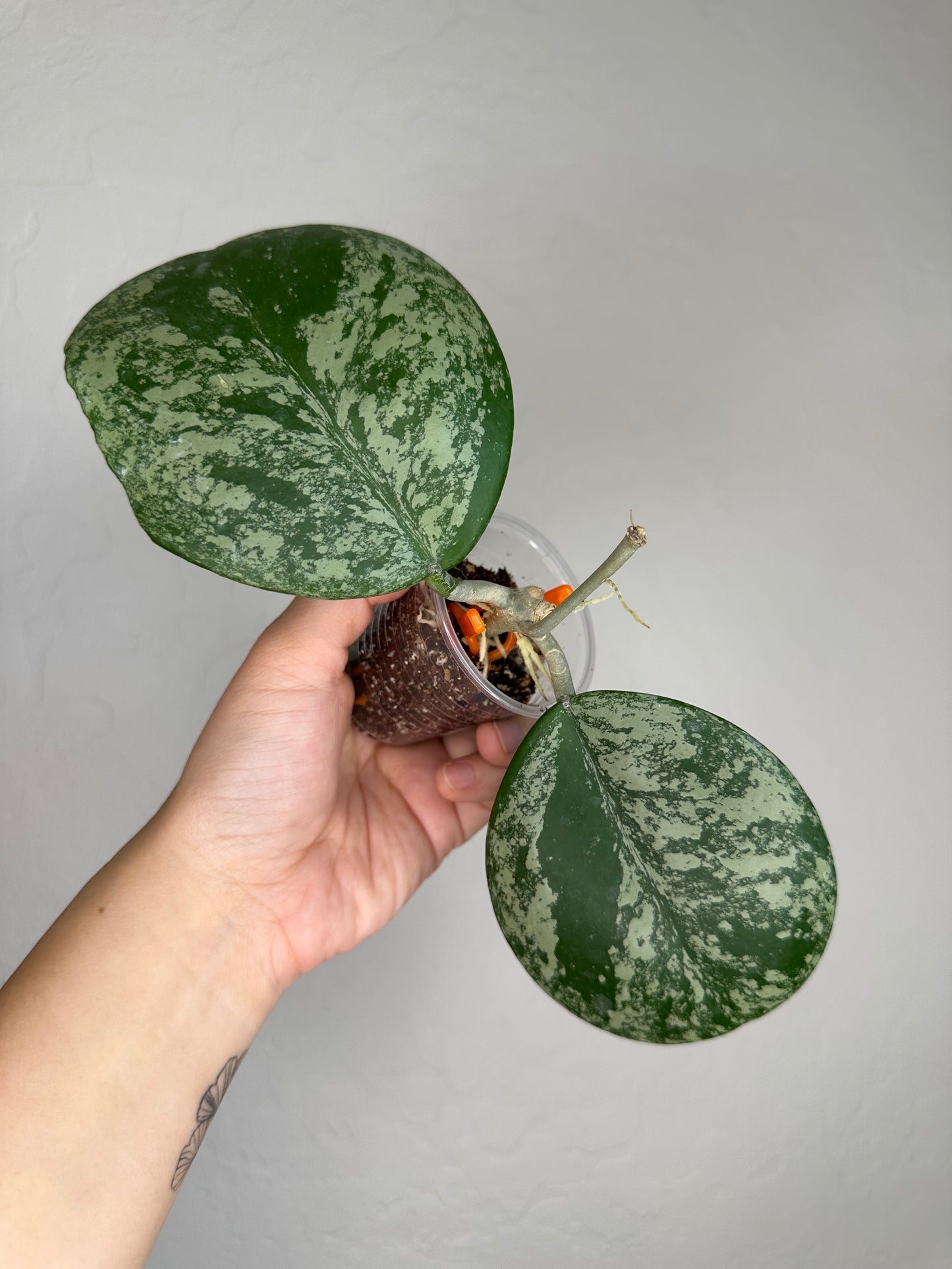 Hoya obovata (w/ splash)