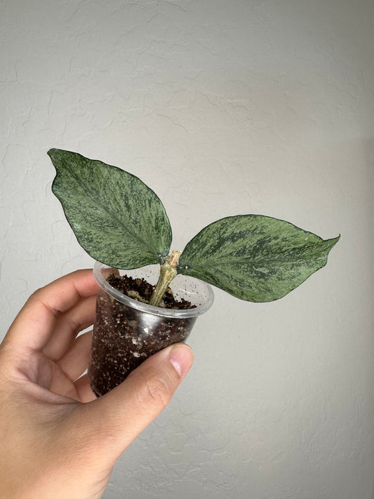 Hoya polyneura (Broget)