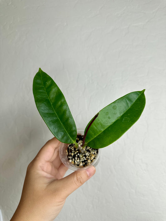 Hoya thuathienhuensis