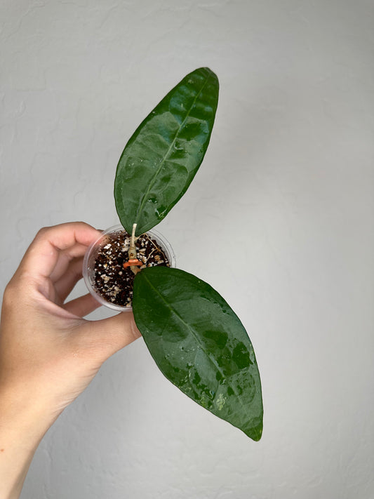 Hoya RHM-041 'Teardrop'