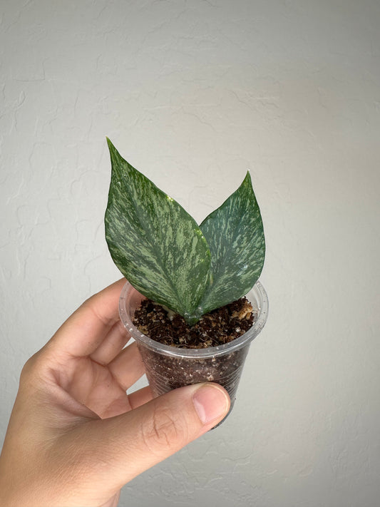 Hoya polyneura (Broget)