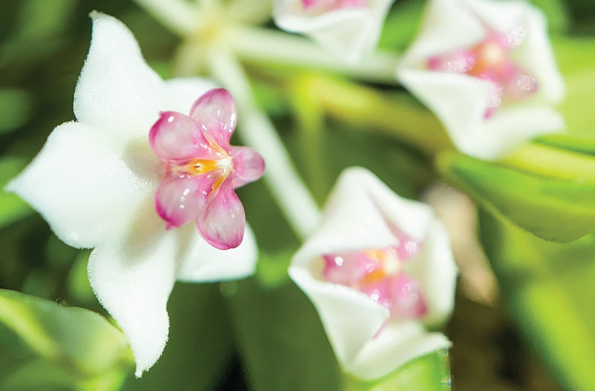 Hoya bella