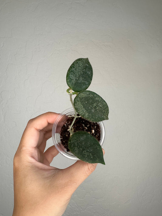 Hoya thomsonii