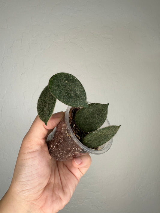 Hoya thomsonii