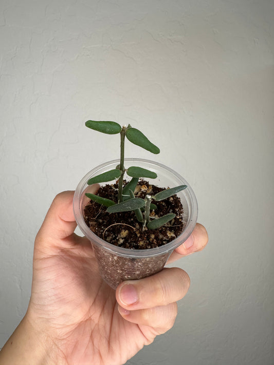 Hoya engleriana (true form)