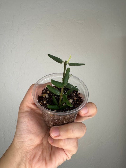 Hoya engleriana (true form)