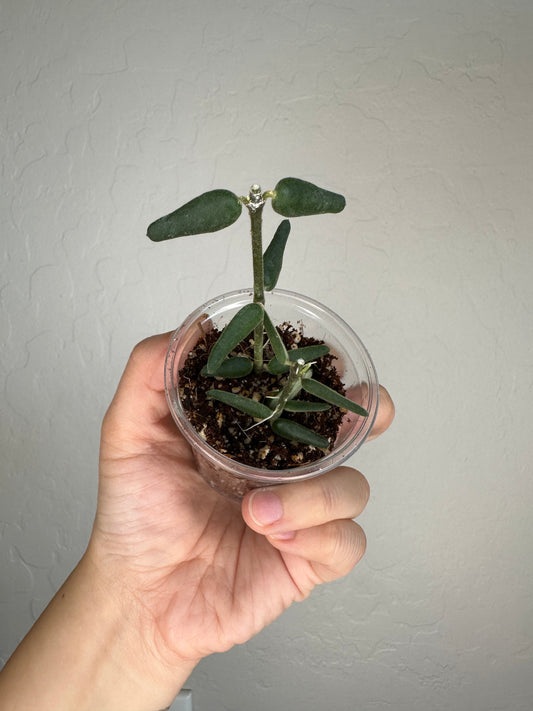 Hoya engleriana (true form)