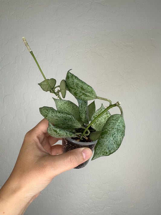 Hoya lacunosa (Moonshine)