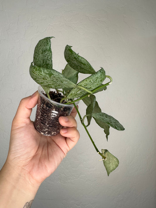 Hoya lacunosa (Moonshine)