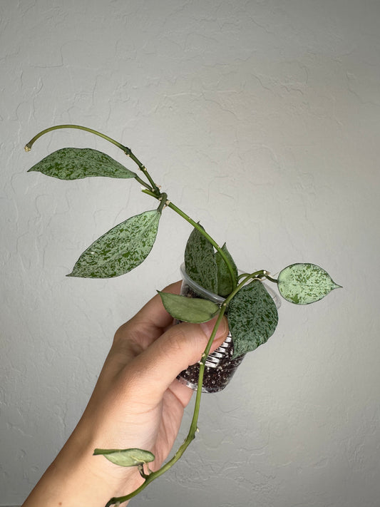 Hoya lacunosa (Moonshine)