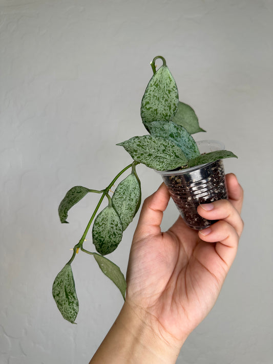 Hoya lacunosa (Moonshine)