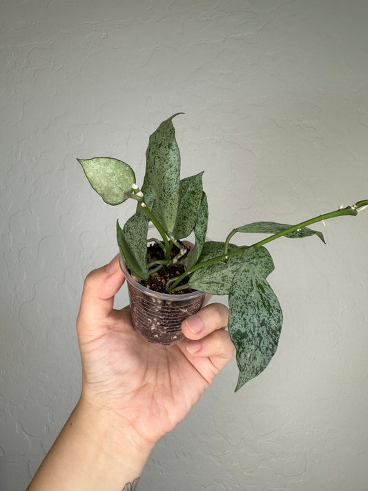 Hoya lacunosa (Moonshine)