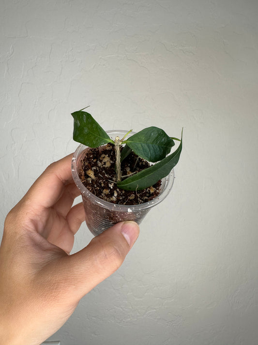 Hoya medusa