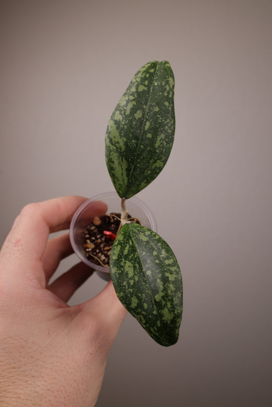 Hoya verticillata (fka wibergiae)