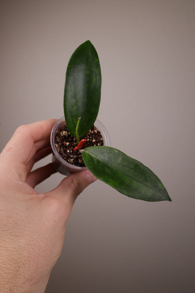 Hoya 'Anda'