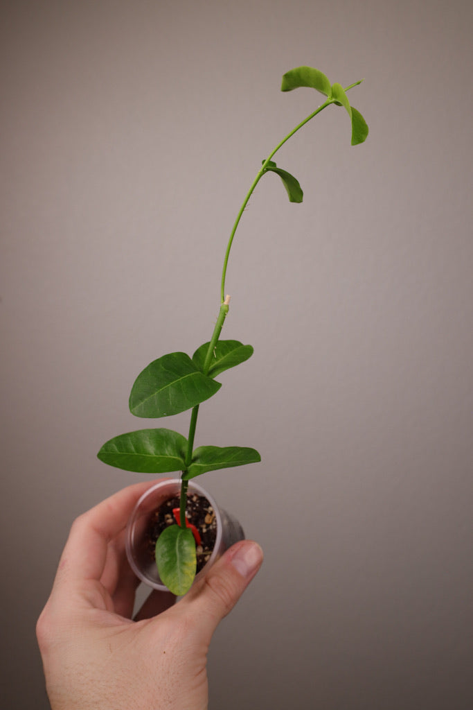 Hoya cumingiana sp. Bruno Purworejo