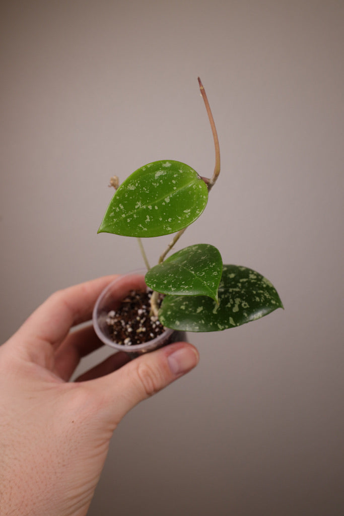 Hoya verticillata (heart shape w/ splash)