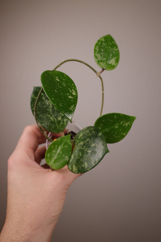 Hoya verticillata (heart shape w/ splash)