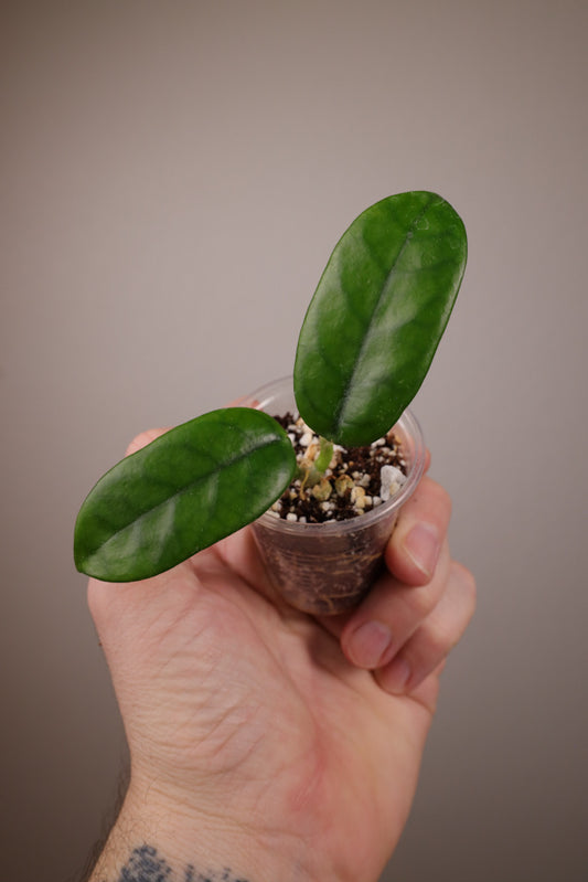 Hoya globulosa