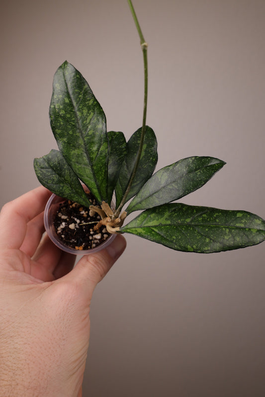 Hoya crassipetiolata (w/ splash)