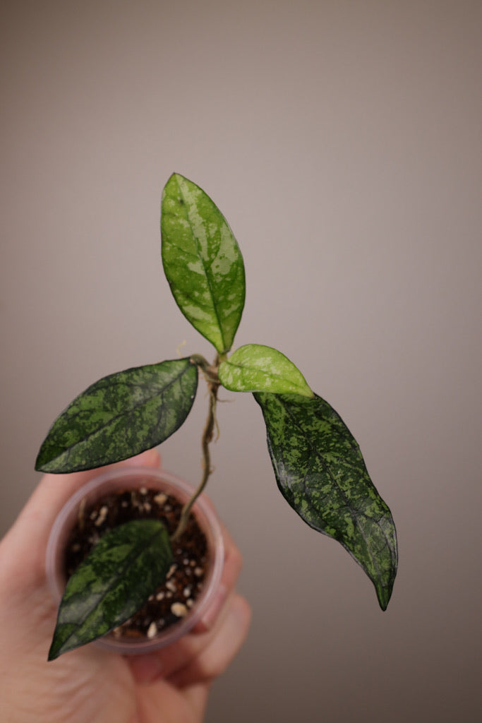 Hoya crassipetiolata (w/ splash)