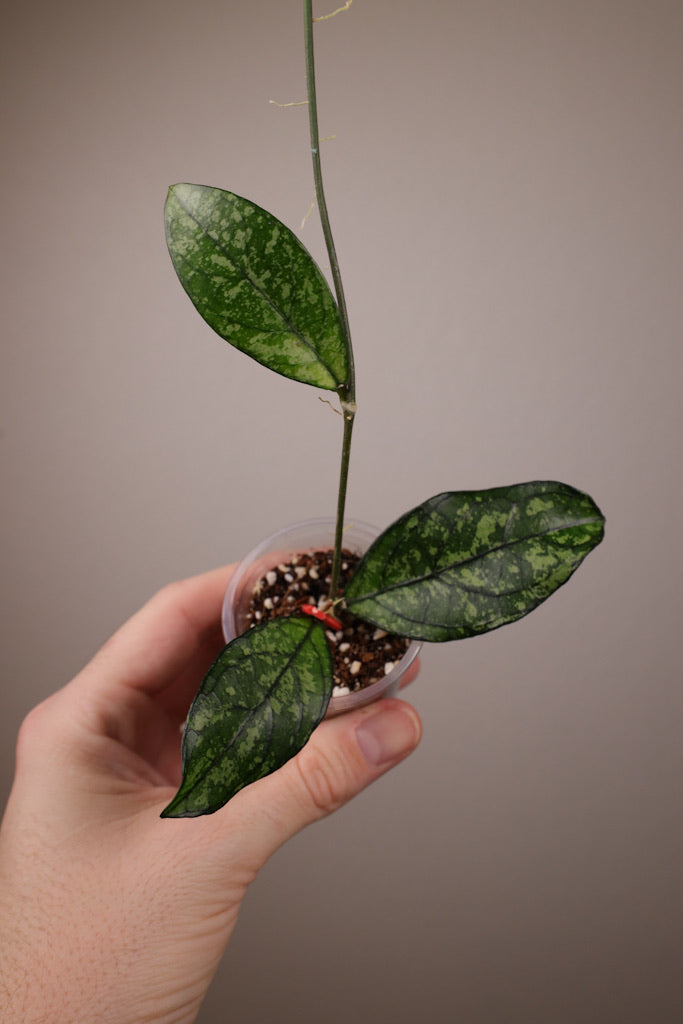Hoya crassipetiolata (w/ splash)