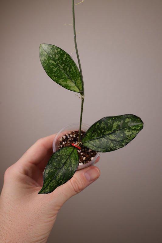 Hoya crassipetiolata (w/ splash)