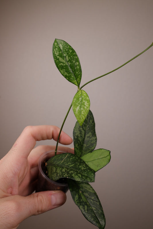 Hoya crassipetiolata (w/ splash)