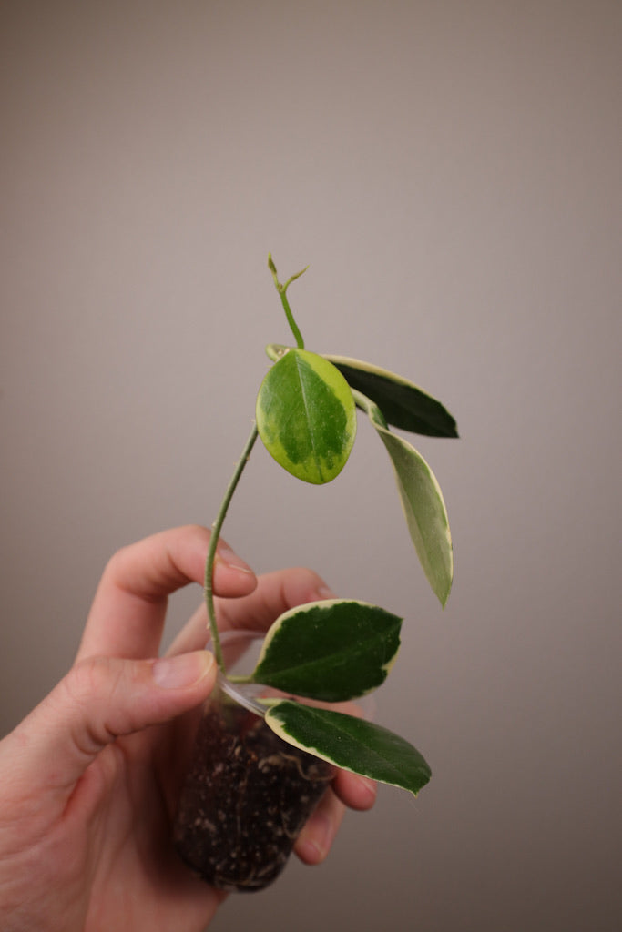 Hoya australis ssp. australis (outer-variegated)