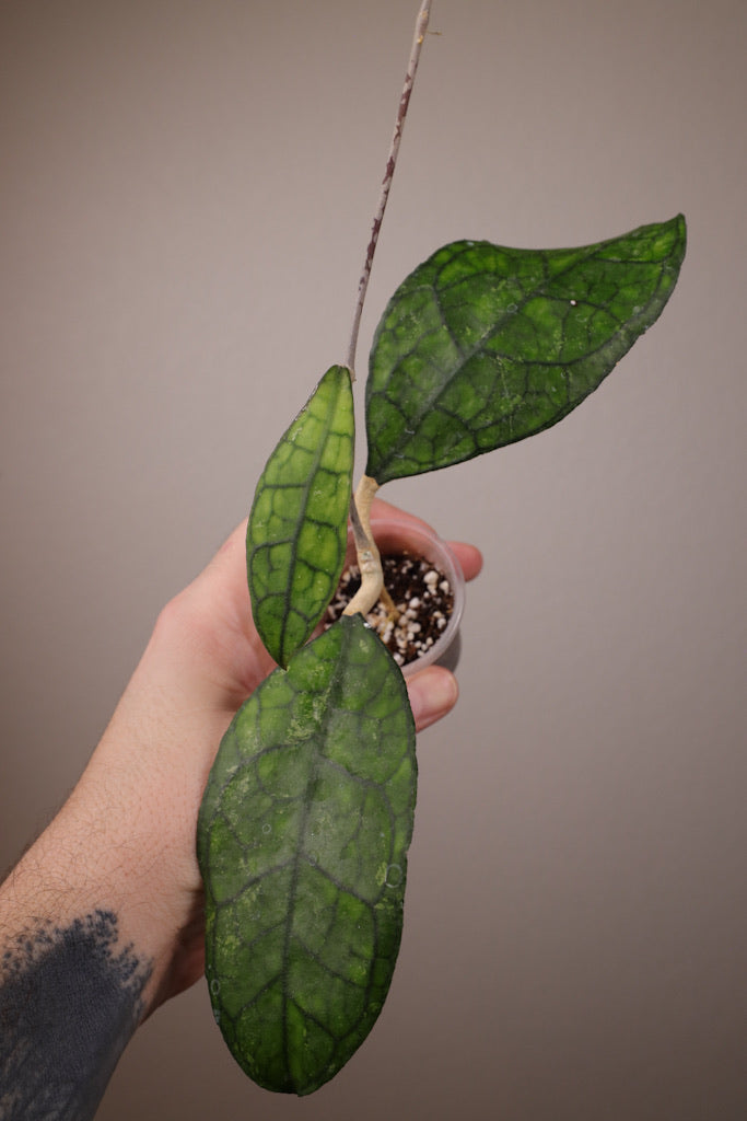 Hoya finlaysonii EPC-318