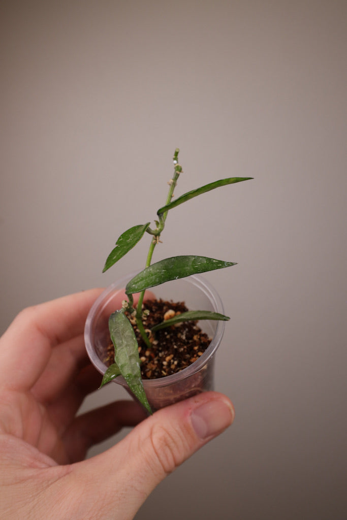 Hoya lacunosa 'Mr. Tent'