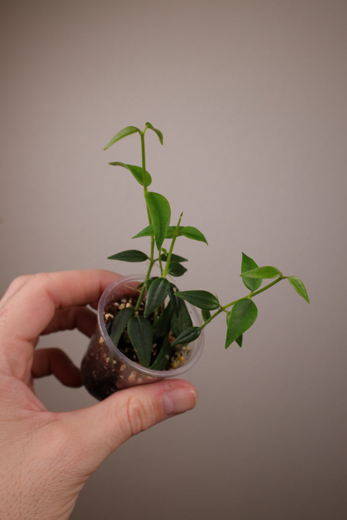 Hoya bella