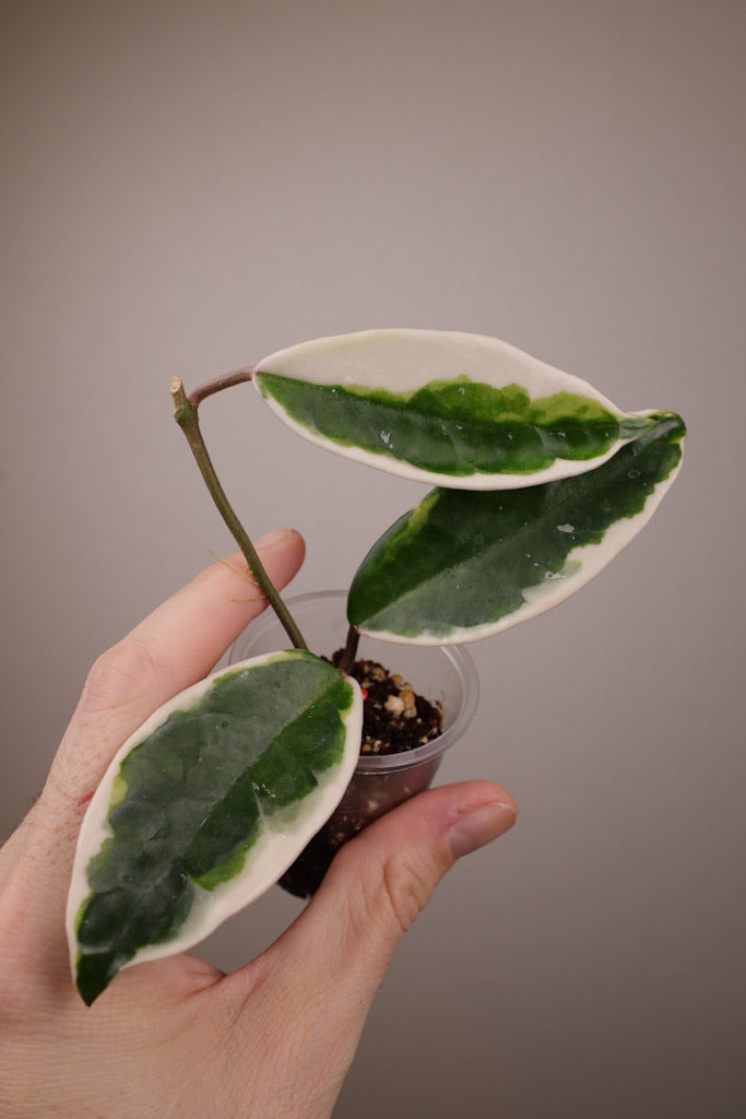 Hoya carnosa 'Suzie Q'