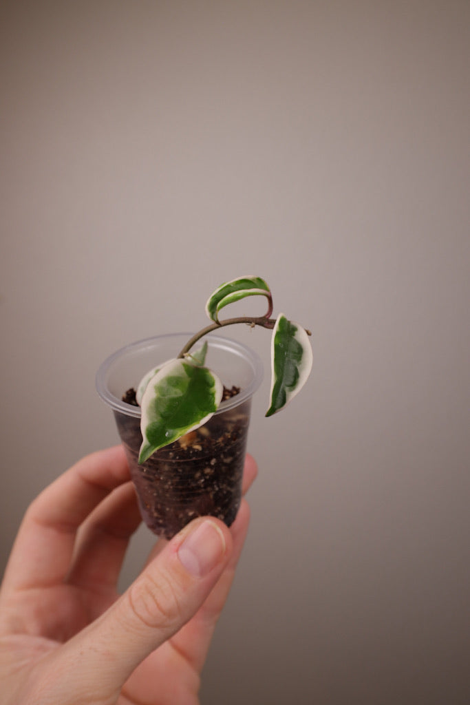 Hoya carnosa 'Suzie Q'