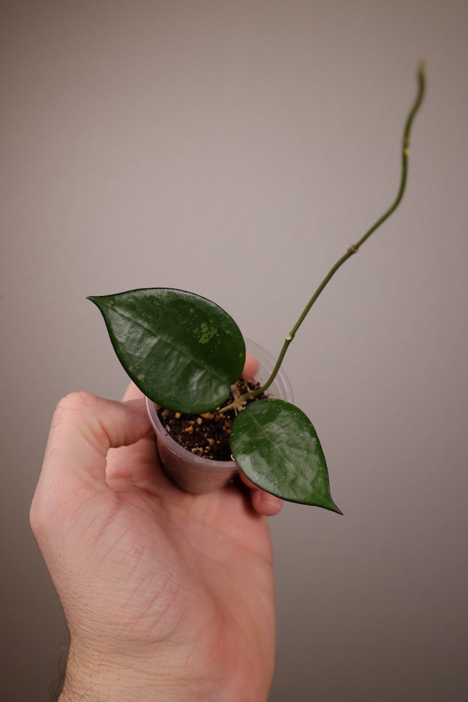 Hoya verticillata (black margin)