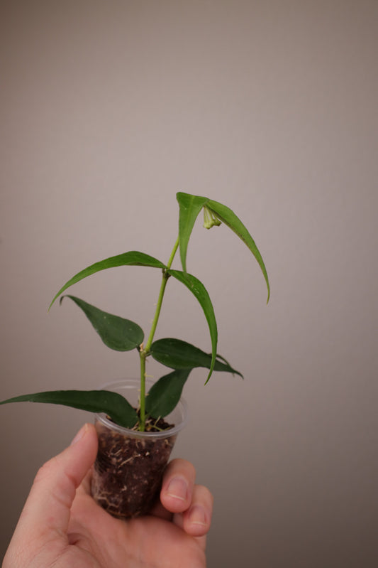Hoya burmanica (polyneura complex)
